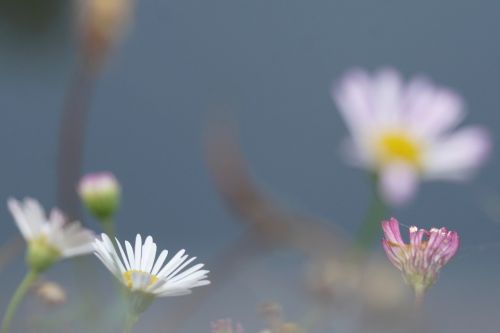 flowers atmosphere bokeh