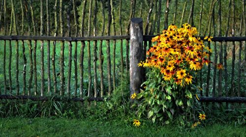 flowers the fence hurdle