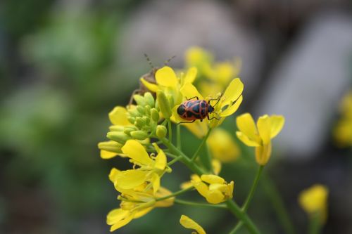 flowers landscape nature