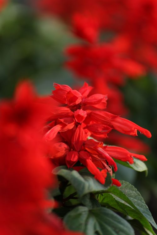 flowers nature red flower