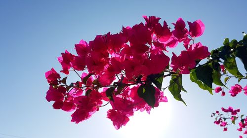 flowers flower plant