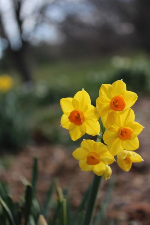 flowers bulbs yellow