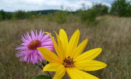 flowers colors nature