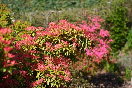 flowers garden nature