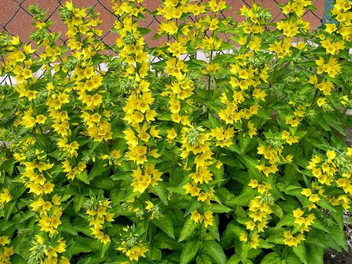 flowers yellow nature