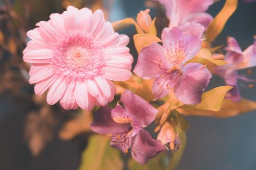 flowers petals nature