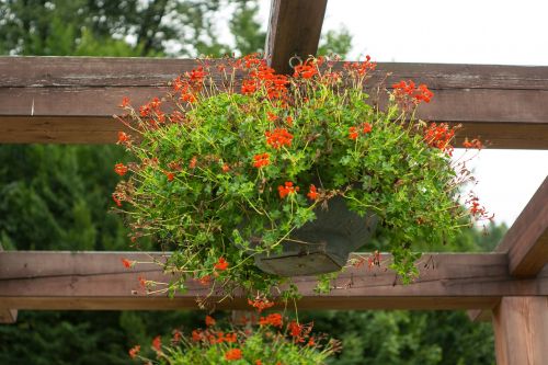 flowers bowl flower pot