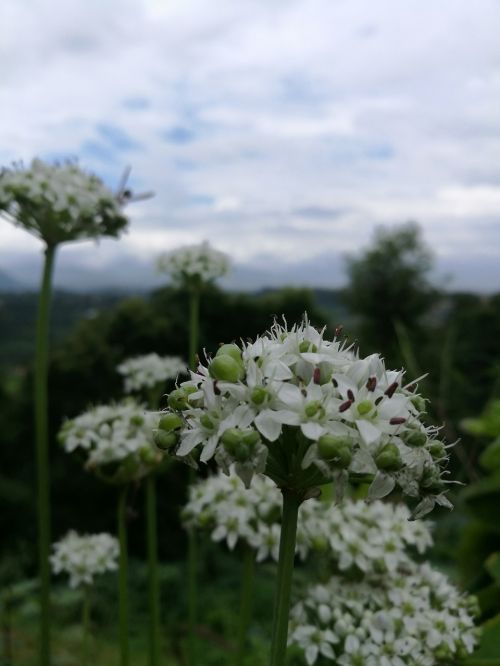 flowers macro image white flower