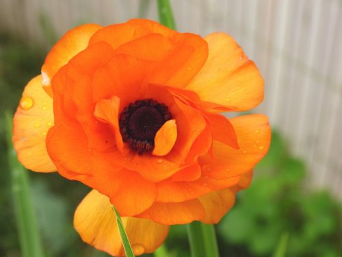 flowers orange orange flowers