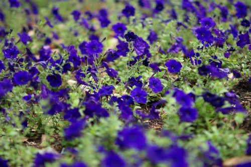 flowers blue garden