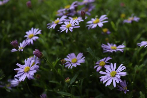 flowers purple tender