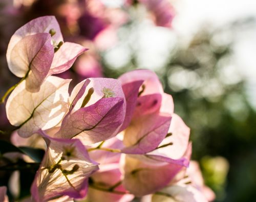 flowers shrub bloom blossom