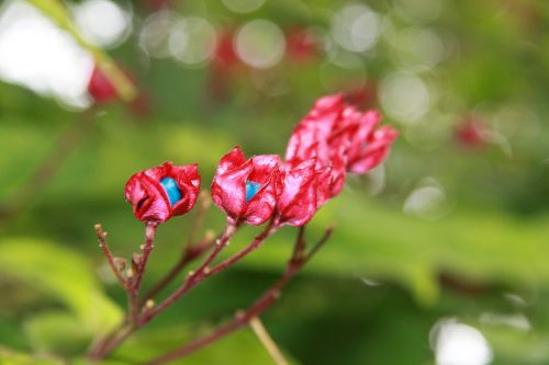 flowers red turquoise