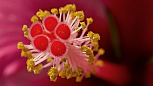 flowers detail pistil