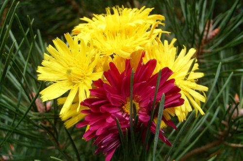 flowers meadow nature