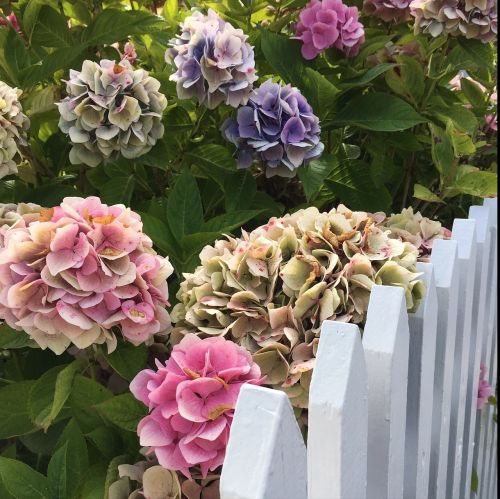 flowers picket fence hydrangea