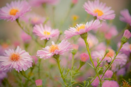 flowers nature garden