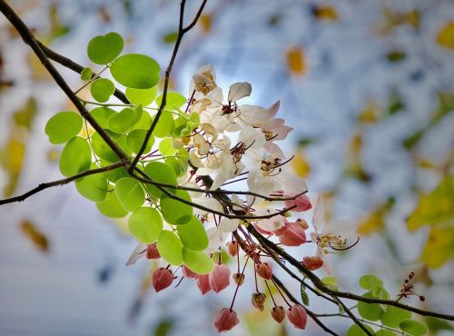 flowers autumn leaves nature