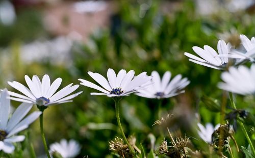 flowers meadow white