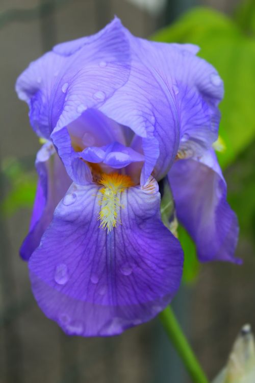 flowers blue spring