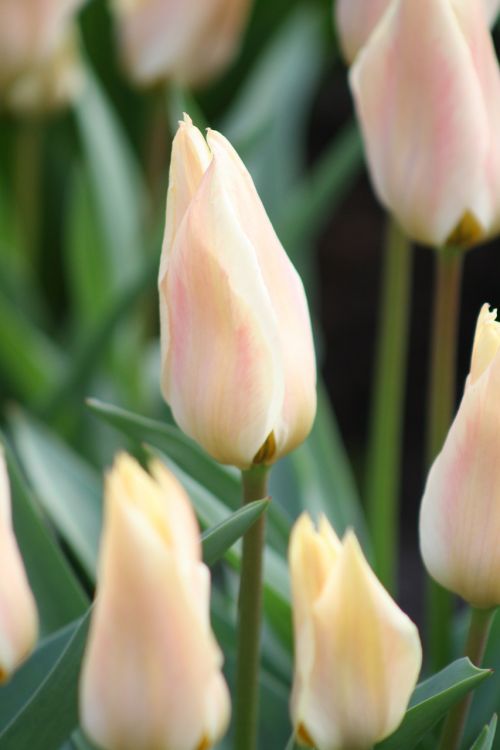 flowers white nature