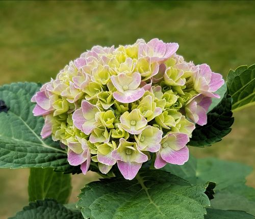 flowers hydrangea garden