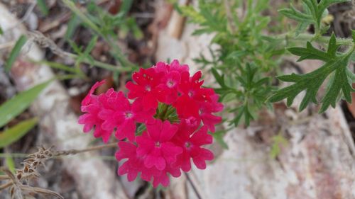 flowers red pink