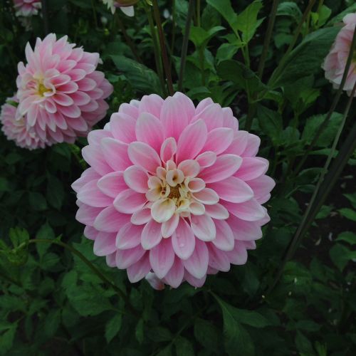 flowers chrysanthemums rosa