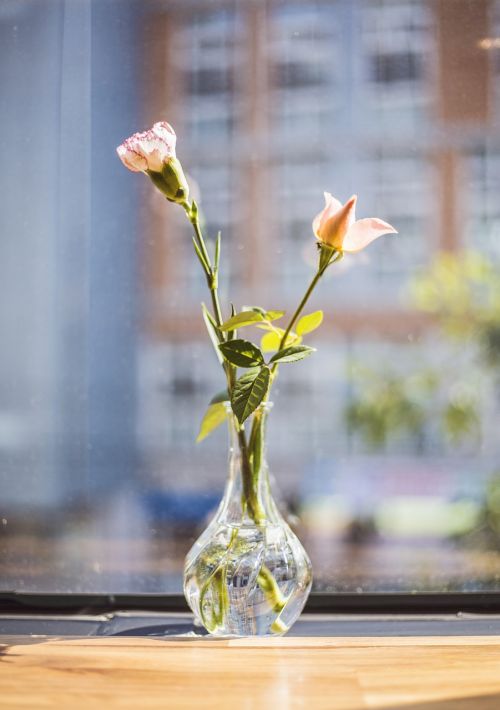 flowers vase potted plant