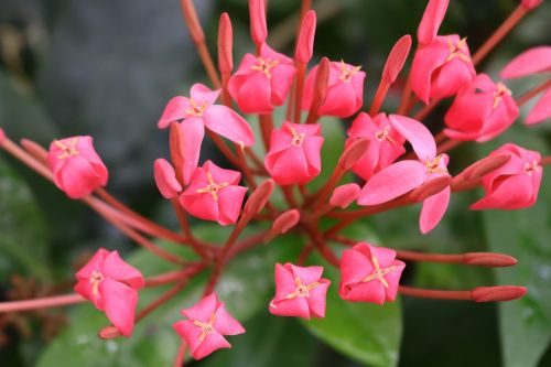 flowers red pink