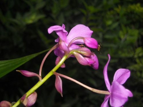 flowers orchid purple