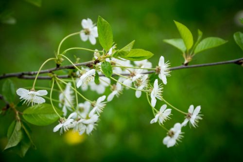 flowers green nature