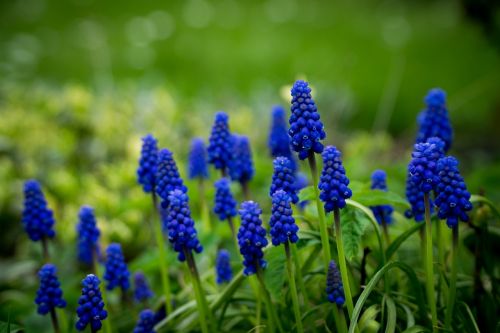 flowers green nature