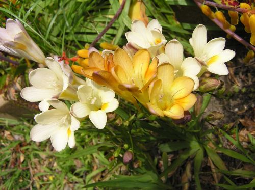 flowers yellow white