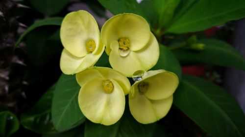 flower's water drops four