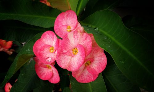 flowers pink water drops