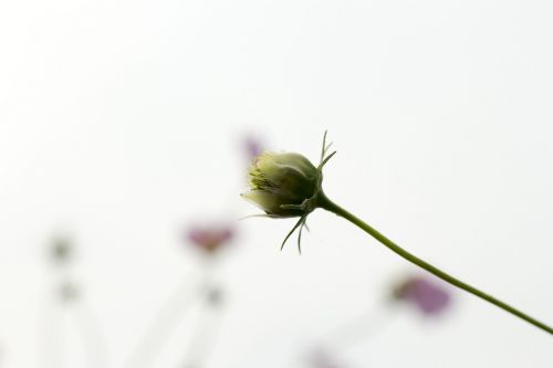 flowers sky autumn