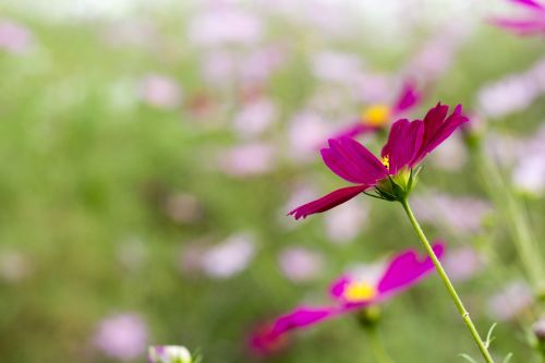 flowers autumn landscape