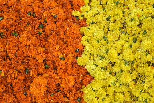 flowers festival indian