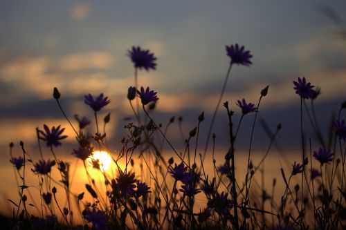 flowers camp sunset