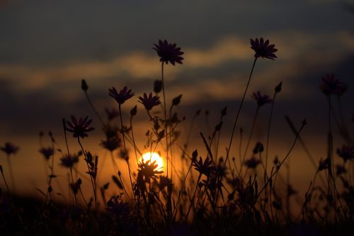 flowers camp sunset