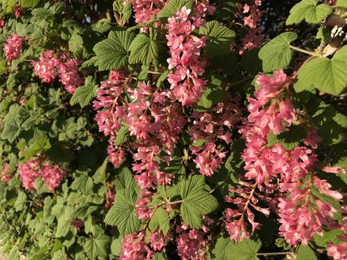 flowers country scenery nature