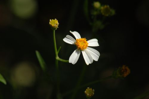 flowers flora small flower