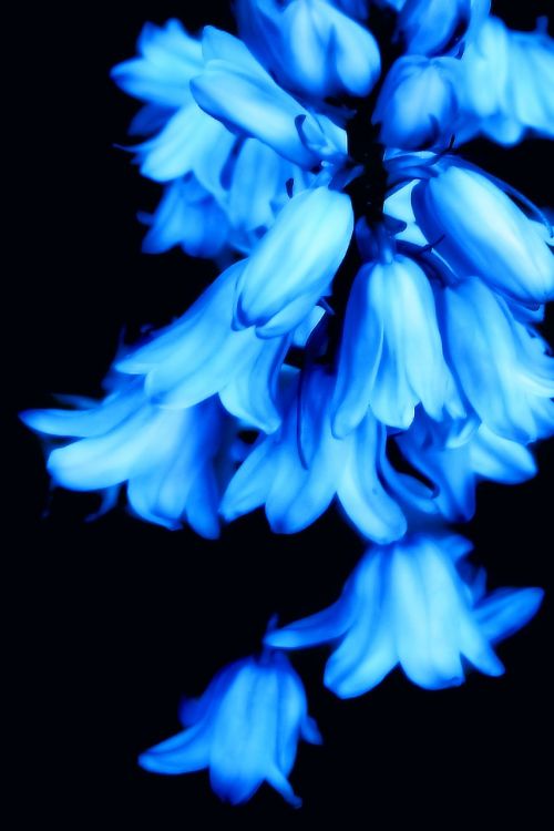 flowers blue glow