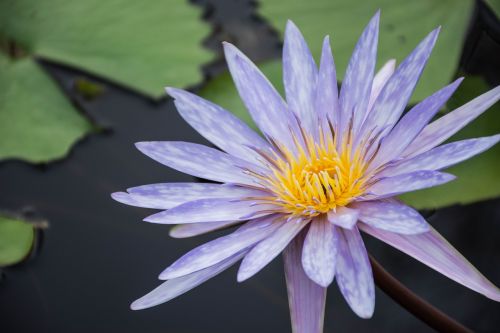 flowers lotus purple lotus