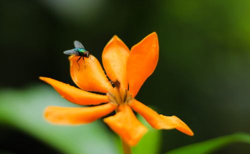 flowers flies nature