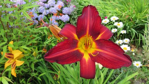 flowers lily red