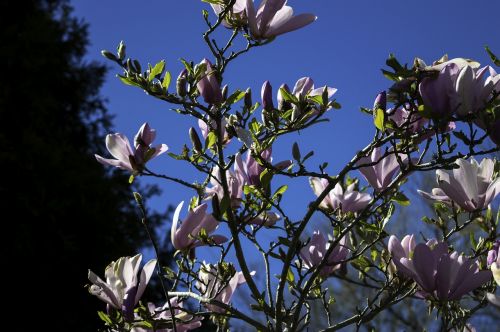 flowers blossom nature