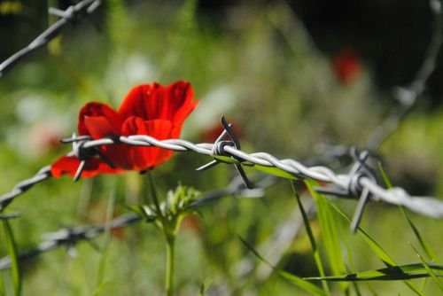 flowers red winter