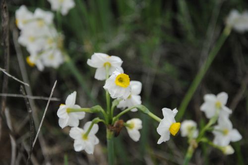 flowers white nature